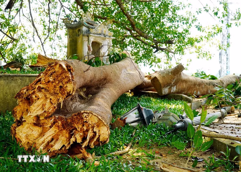 Nhánh đa gãy đã làm hư hỏng nghiêm trọng trụ đèn chiếu sáng. (Ảnh: Lê Phước Ngọc/TTXVN)