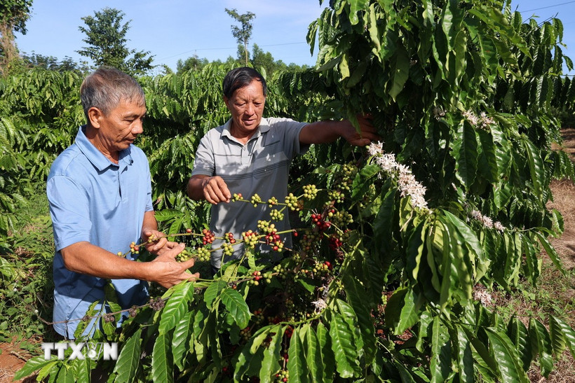 Ông Lê Ngọc Cần (phải), Giám đốc Hợp tác xã Ca cao Châu Đức, kiểm tra chất lượng vườn càphê liên kết sản xuất và tiêu thụ với hợp tác xã. (Ảnh: Hoàng Nhị/TTXVN)