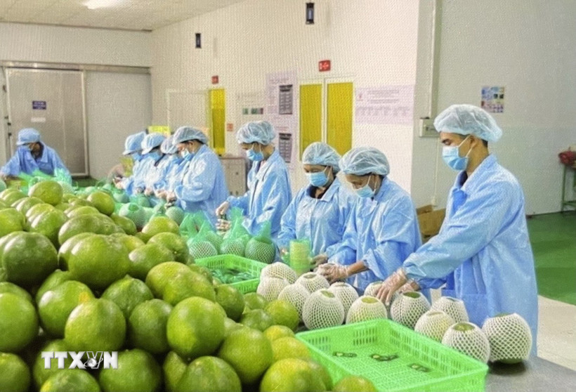 Đóng gói bưởi da xanh xuất khẩu tại Chợ Lách, Vĩnh Long. (Ảnh: Hồng Nhung/TTXVN)