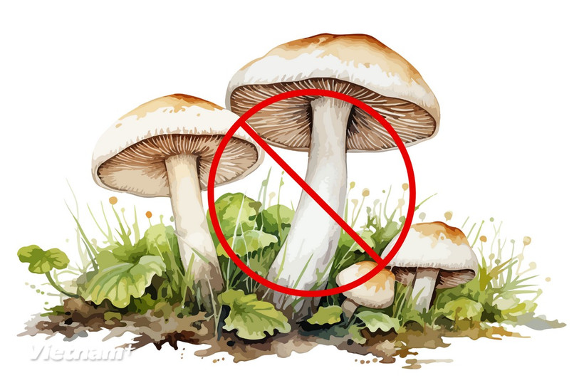 Ảnh minh họa. (Nguồn: Vietnam+)