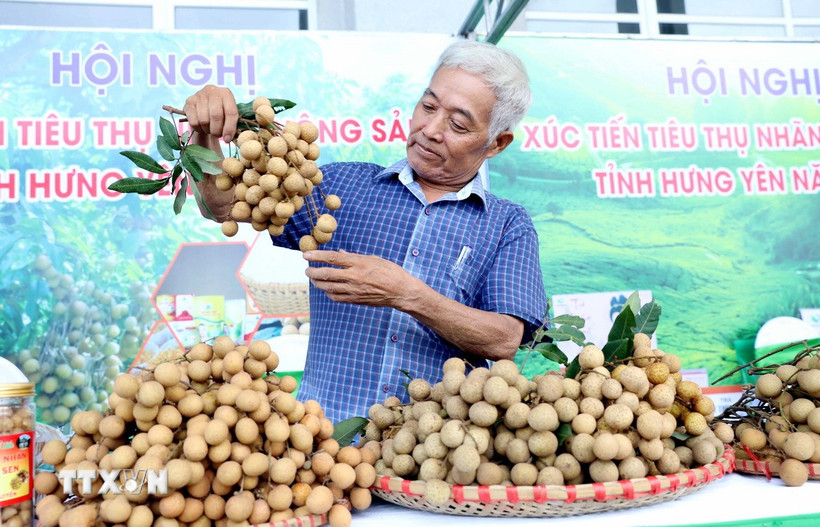Tỉnh Hưng Yên có khoảng 5.800ha nhãn, năm nay, nhờ điều kiện thời tiết thuận lợi cây nhãn sinh trưởng tốt cho sản lượng tăng khoảng 15% so với năm 2024. (Ảnh: Thế Duyệt/TTXVN)