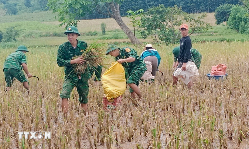 Đồn Biên phòng Thanh hỗ trợ nhân dân gặt lúa trong mưa lũ. (Ảnh: TTXVN phát)