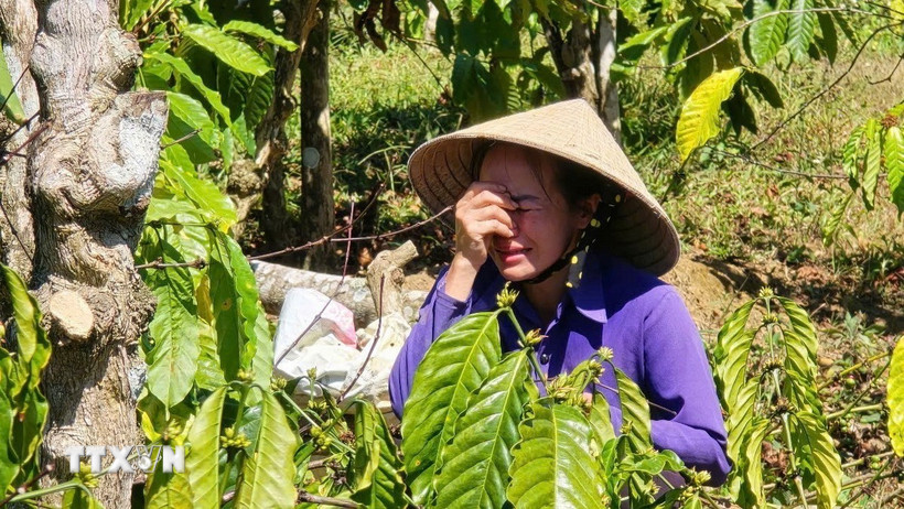 Bà Giang Phương Thanh xót xa trước cảnh vườn cây đang xanh tốt nay bị kẻ gian phá hoại. (Ảnh: Quang Thái/TTXVN)