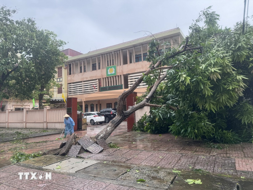 Cây xanh bị bật gốc do bão tại đường Trần Phú, phường Thành Sen, Hà Tĩnh. (Ảnh: Hoàng Ngà/TTXVN)