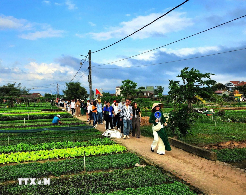 Khách quốc tế tham quan các điểm du lịch nông nghiệp thành phố Đà Nẵng. (Ảnh: Đoàn Hữu Trung/TTXVN)