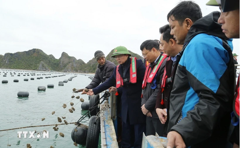 Phó Thủ tướng Chính phủ Trần Hồng Hà kiểm tra hoạt động nuôi trồng thủy sản tại huyện Vân Đồn. (Ảnh: Báo Quảng Ninh)