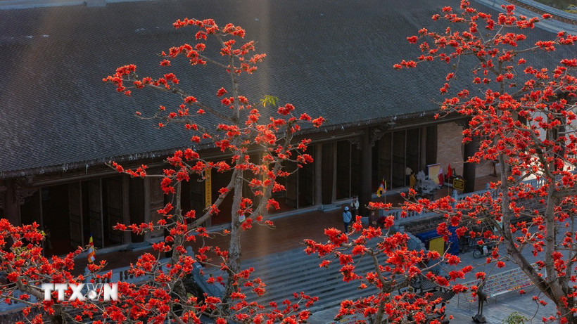 Hoa gạo nở đỏ rực tại chùa Tam Chúc, phường Tam Chúc, tỉnh Ninh Bình. (Ảnh: Hải Yến/TTXVN)