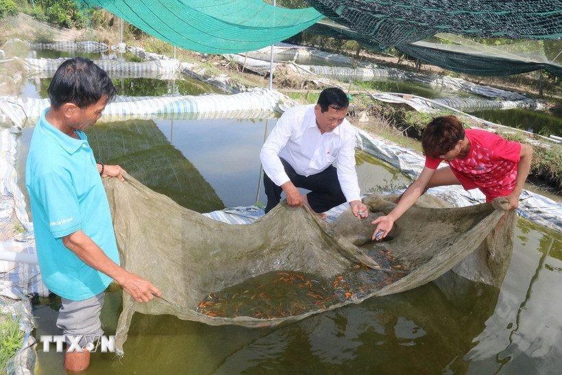 Mô hình sản xuất cá kiểng ở xã Mỹ Thành. (Ảnh: Minh Trí/TTXVN)