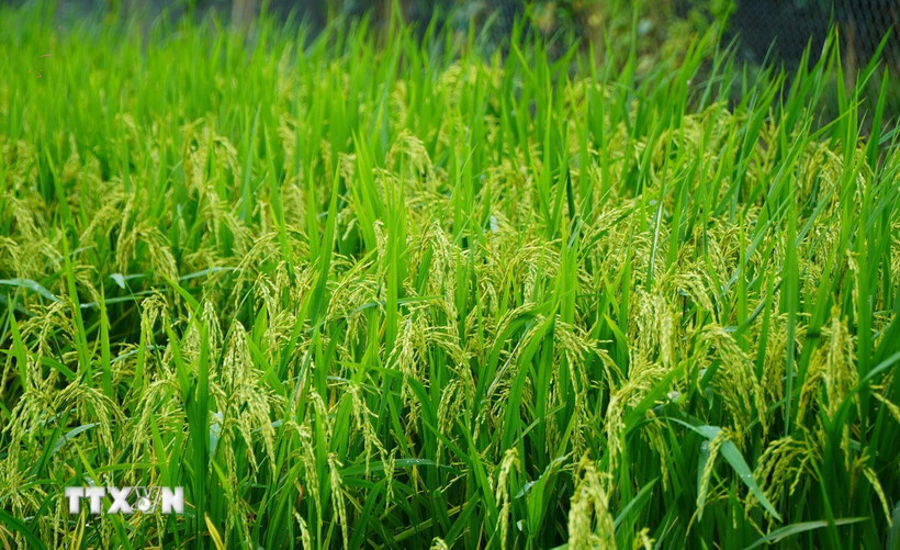 Quảng Trị đang chuyển từ mục tiêu đảm bảo an ninh lương thực sang phát triển nông nghiệp xanh-tuần hoàn. (Ảnh: Nhựt An/TTXVN)