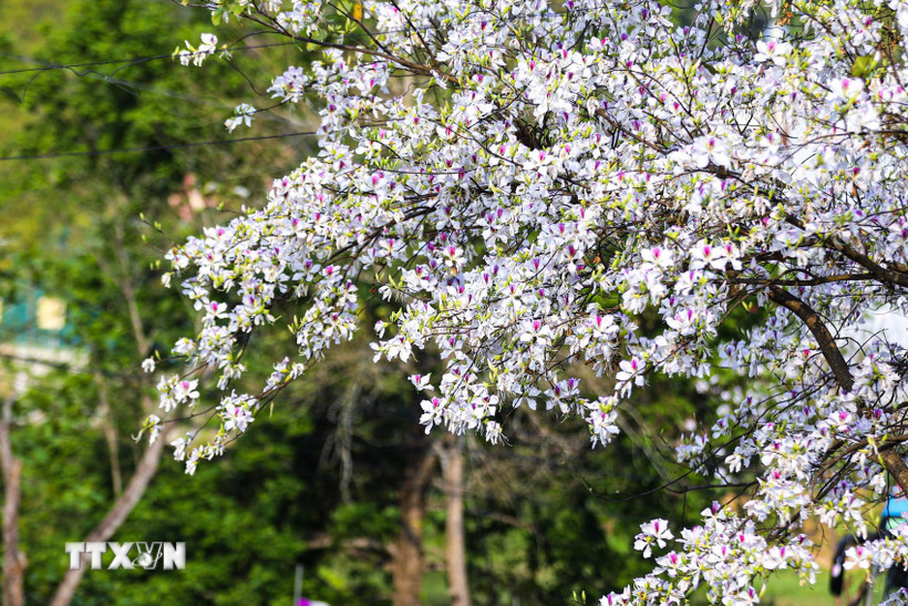 Hoa ban khoe sắc khắp phố phường Điện Biên. (Ảnh: Phan Quân/TTXVN)