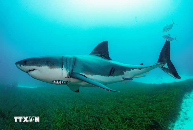 Cá mập trắng. (Ảnh: THX/TTXVN)