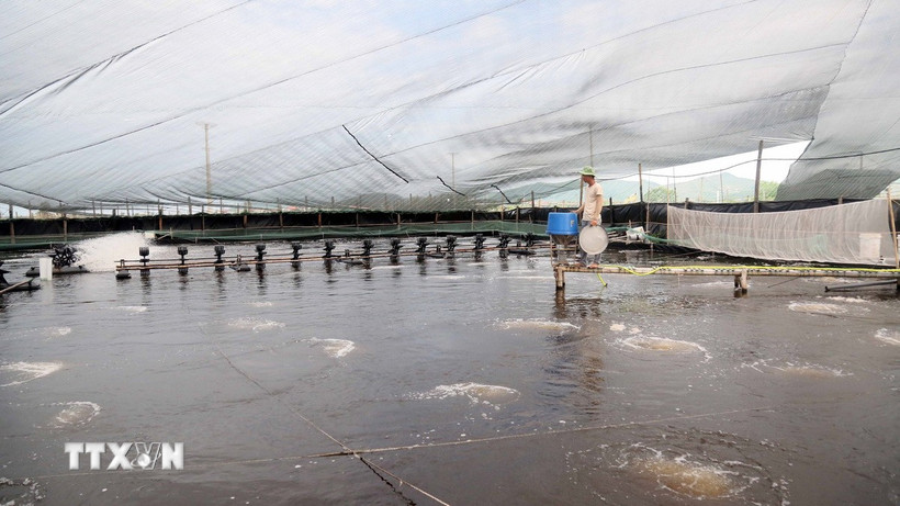 Các hồ nuôi áp dụng công nghệ tự động gần như toàn bộ từ điều tiết nước, cho tôm ăn, tạo oxy… tại Vùng nuôi trồng thủy sản tập trung tại xã Bắc Trạch, tỉnh Quảng Trị. (Ảnh: Tá Chuyên/TTXVN)