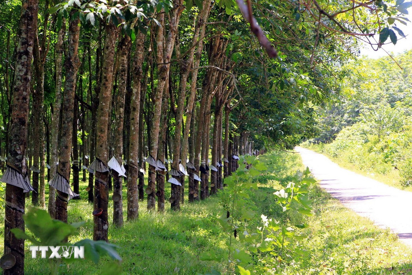 Những hàng cao su thẳng tắp mọc lên trên mảnh đất xã Cồn Tiên (Quảng Trị), từng dày đặc bom mìn sót lại sau chiến tranh. (Ảnh: Tá Chuyên/TTXVN)