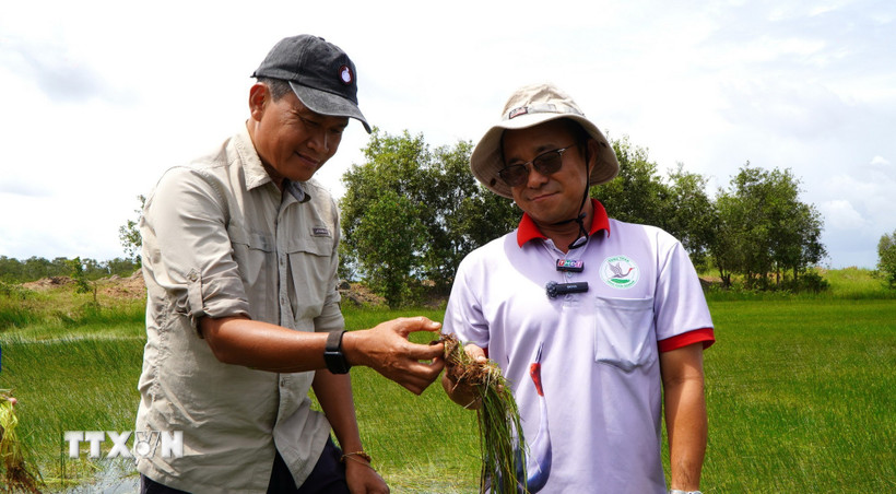 Tiến sỹ Trần Triết (trái), Hội Sếu quốc tế, phấn khởi vì cây năng kim - nguồn thức ăn của sếu đầu đỏ - được phục hồi. (Ảnh: Nhựt An/TTXVN)