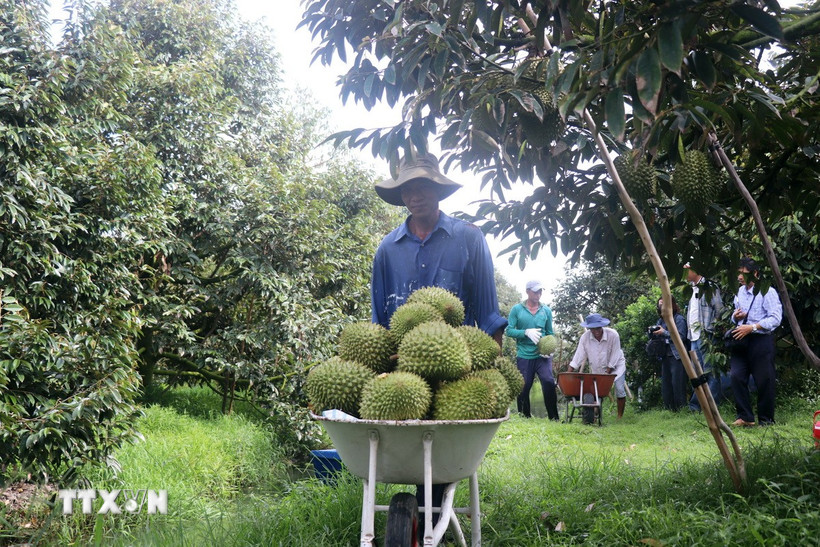 Thu hoạch sầu riêng tại xã Nhơn Ái, huyện Phong Điền, Cần Thơ. (Ảnh: Thu Hiền/TTXVN)