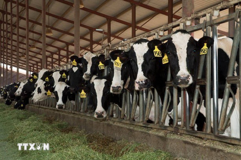 Bang Nevada phát hiện chủng virus cúm gia cầm thứ hai ở bò sữa tại. (Ảnh: Getty Images/TTXVN)