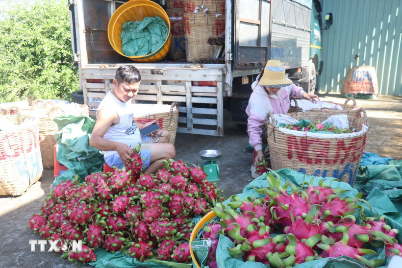 Thương lái ở xã Tân Thuận Bình, tỉnh Đồng Tháp phân loại thanh long đi tiêu thụ. (Ảnh: Công Trí/TTXVN)