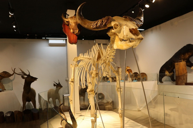 Tiêu bản bộ xương một cá thể bò tót đang được lưu giữ và bảo quản tại Vườn Quốc gia Cát Tiên. (Ảnh: Sỹ Tuyên/TTXVN)