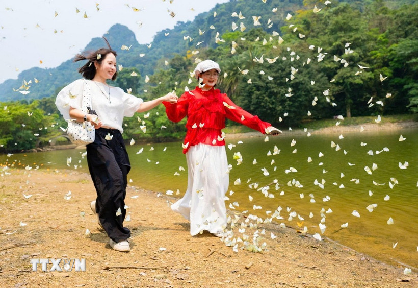 Du khách thích thú với những cánh bướm mỏng manh. (Ảnh: Đức Phương/TTXVN)