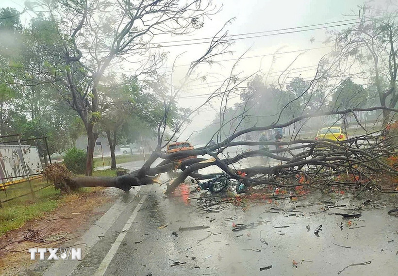 Cây đổ đè người đi xe máy tại khu vực Khu công nghiệp Nam Tân Uyên, thành phố Tân Uyên, Bình Dương. (Ảnh: TTXVN phát)