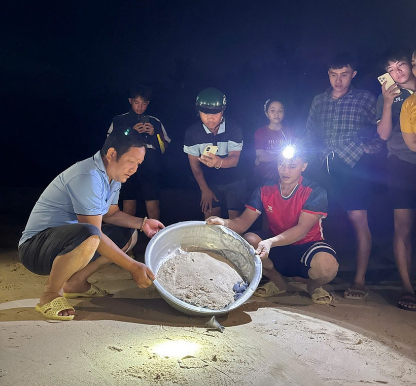 Thả rùa con về biển. (Ảnh: Báo Gia Lai)