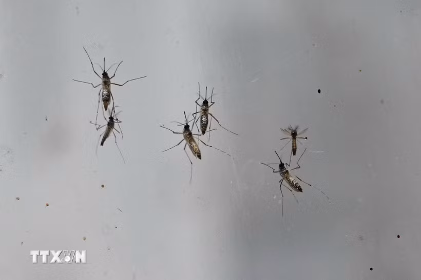 Chikungunya là một bệnh virus do muỗi truyền gây sốt và đau khớp nặng. (Ảnh: AFP/TTXVN