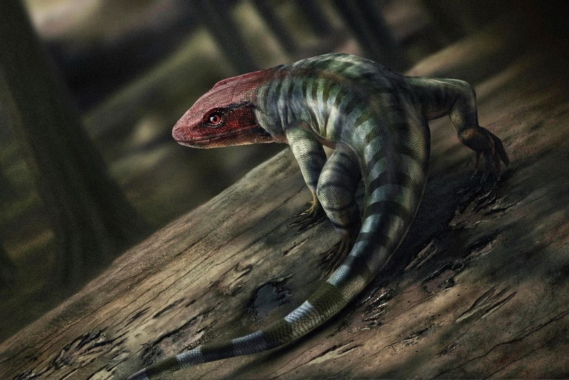 Hình minh họa về sinh vật giống loài bò sát sống cách đây khoảng 350 triệu năm tại vùng núi bang Victoria, Australia. (Ảnh: AP)