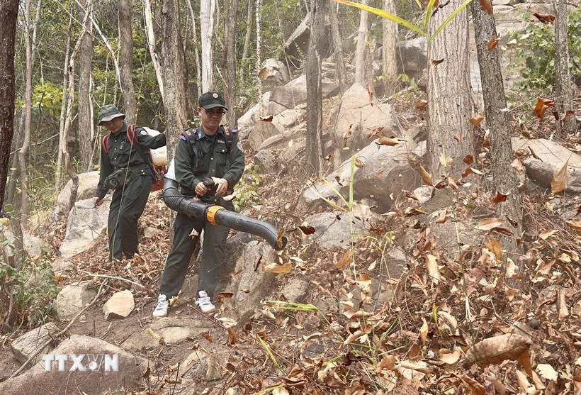 Lực lượng quản lý rừng dùng máy thổi gió dọn lớp thực bì phòng chống cháy rừng. (Ảnh: Thanh Sang/TTXVN)
