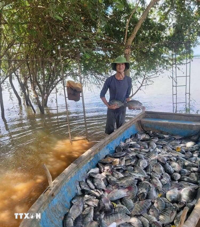 Niềm vui thu hoạch cá rôphi nuôi lồng trên hồ. (Ảnh: TTXVN phát)
