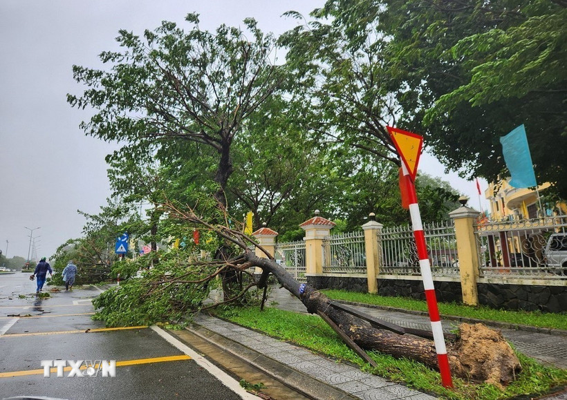 Hàng loạt cây xanh trên đường Đống Đa bị bật gốc, gãy ngã. (Ảnh: Mai Trang/TTXVN)