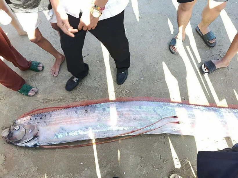 Cá mái chèo dài gần 4m, thân bạc, vây đỏ đặc trưng, xuất hiện ở vùng nước cạn là hiện tượng rất hiếm gặp. (Ảnh cắt từ clip)