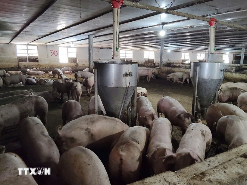 Gía tăng trở lại trang trại chăn nuôi Trang Linh (Công ty TNHH Trang Linh), xã Xuyên Mộc đã mạnh dạn tái đàn để phục vụ thị trường, với quy mô 50.000 con lợn. (Ảnh: Hoàng Nhị/TTXVN)