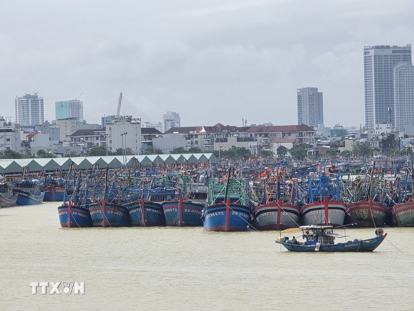 Tàu thuyền neo đậu tại âu thuyền Thọ Quang (phường Sơn Trà, thành phố Đà Nẵng) để tránh trú bão. (Ảnh: Khoa Chương/TTXVN)