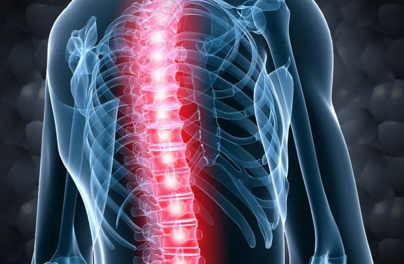 Hình ảnh 3D tủy sống của con người (Nguồn: Báo Jerusalem Post)