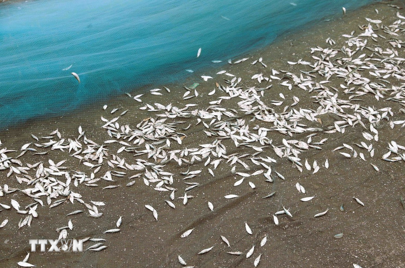 Cá trích đầu mùa tươi ngon, kích thước khá đều nhau. (Ảnh: Xuân Tiến/TTXVN)