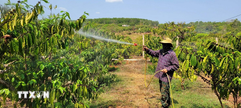 Anh Rơ Mah Thúy, một hộ dân người Campuchia khá giả ở làng Triêl khi có đến 7ha điều, 6 sào càphê và 4 sào lúa. (Ảnh: Hoài Nam/TTXVN)