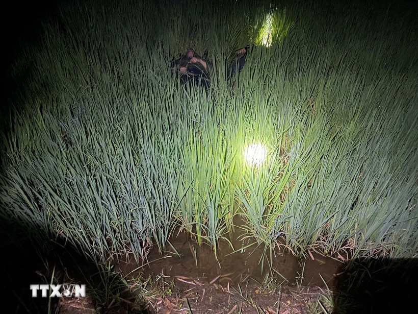 Phát hiện 2 người tử vong ở ruộng lúa. (Ảnh: TTXVN phát)