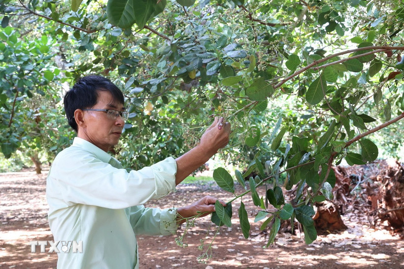 Vườn điều của gia đình ông Bùi Sỹ Luyên, xã Hòa Hưng (Xuyên Mộc, Bà Rịa-Vũng Tàu) hiện mới đang ra hoa. (Ảnh: Hoàng Nhị/TTXVN)