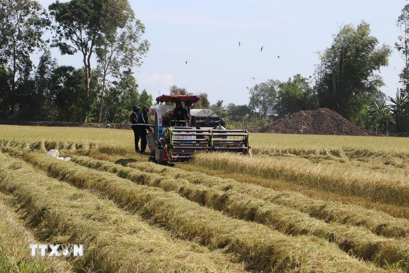 Máy gặt đập liên hợp hoạt động trên cánh đồng Hợp tác xã nông nghiệp Mỹ Thành Nam, Đồng Tháp. (Ảnh: Minh Trí/TTXVN)