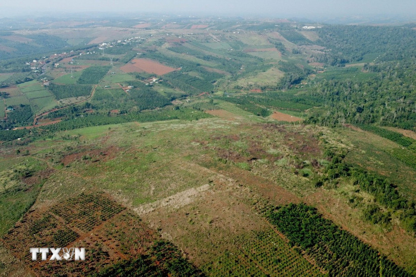 Nhiều diện tích rừng tại lâm phần, được giao cho các Công ty, doanh nghiệp lâm nghiệp tại Đắk Nông quản lý, đã bị xâm hại, lấn chiếm. (Ảnh: Hưng Thịnh/TTXVN)