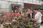Người dân Bắc Kinh đang chọn cho mình một loại hoa phù hợp để trang trí dịp Tết. (Ảnh: Công Tuyên/TTXVN)