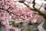 Hoa anh đào Atami là một trong những giống anh đào nở sớm nhất Nhật Bản. (Ảnh: Xuân Giao/TTXVN)