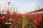 Những vườn đào nở rộ đón Xuân dưới khu vực chân cầu Nhật Tân. (Ảnh: Nhật Anh/TTXVN)