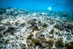 Rạn san hô Great Barrier ở Australia. (Ảnh: Kyodo/TTXVN)