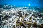 Rạn san hô Great Barrier ở Australia. (Ảnh: Kyodo/TTXVN)