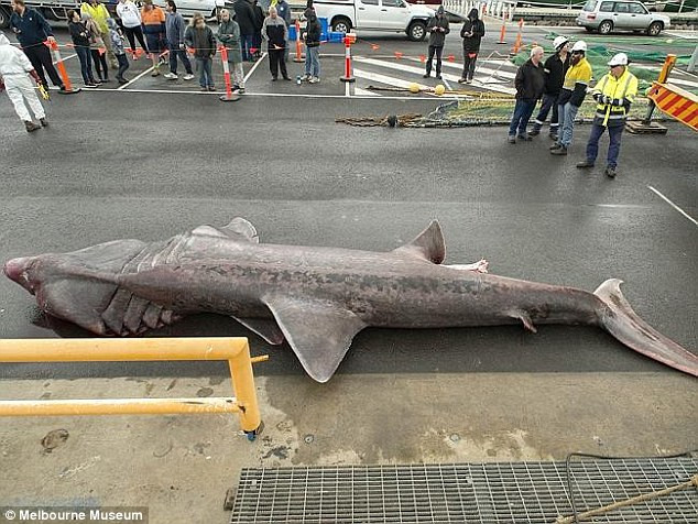 Lần gần nhất người ta bắt được nó vào những năm 1930 ở Lakes Entrance, bang Victoria.