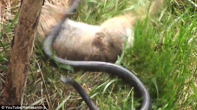 Sau đó, thỏ và rắn quần nhau, con thỏ nhảy quanh con rắn khiến nó cuộn mình lại để cố gắng đáp trả. Mỗi khi con rắn có ý định trườn đi, con thỏ lại đuổi theo.