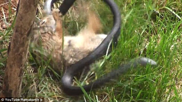 Con rắn đã tìm tới bờ tường, nhưng khi cố gắng bò lên, nó lại bị con thỏ lôi lại. Đột nhiên, dường như con rắn đã chiếm được thế thượng phong - nó có vẻ như đã cắn được con thỏ, khiến thỏ lộn một vòng trên không. Tuy nhiên, khi con rắn chưa kịp phản công, con thỏ lại tiếp tục nhảy tới và chiến đấu với con rắn cho tới khi nó chạy mất. 