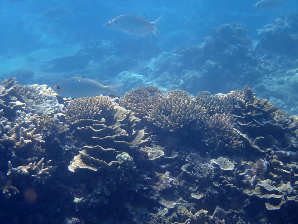 Bãi rạn san hô thuộc Khu bảo tồn biển Vườn quốc gia Núi Chúa (huyện Ninh Hải, tỉnh Ninh Thuận). (Ảnh: TTXVN phát)