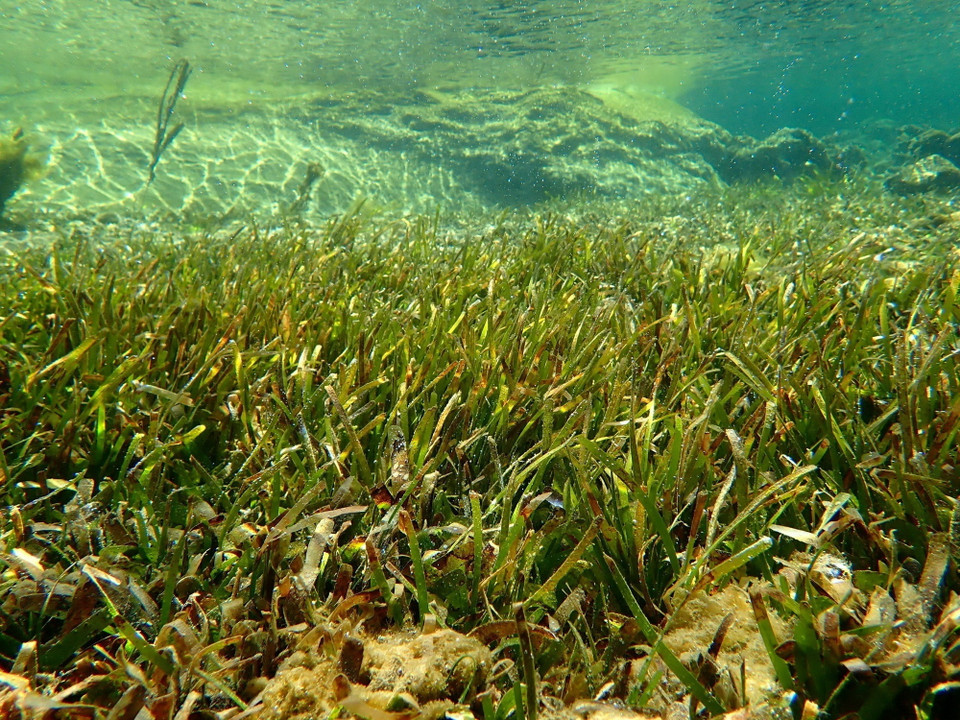 Thảm cỏ biển thuộc Khu bảo tồn biển Vườn quốc gia Núi Chúa (huyện Ninh Hải, tỉnh Ninh Thuận). (Ảnh: TTXVN phát)